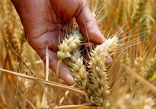 Dry weather in Punjab, Haryana may impact wheat crop
