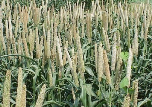 Pilot project for millets to be launched from Ayodhya
