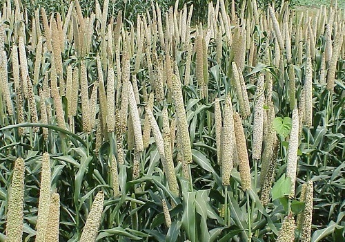 Tamil Nadu government to launch five-year Tamil Nadu Millet Mission