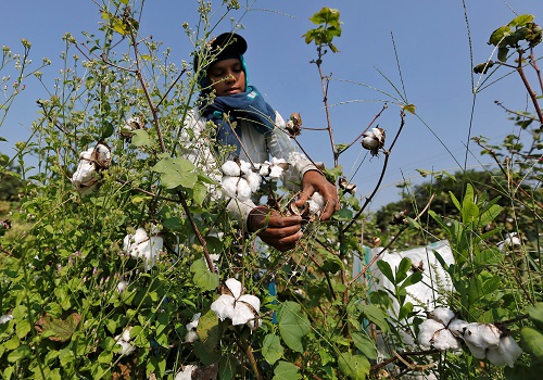 India`s cotton output could fall to 14-year low-trade body