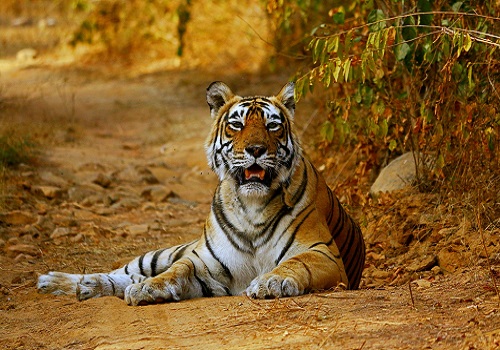On Project Tiger`s golden jubilee, Prime Minister to flag off Big Cats Alliance