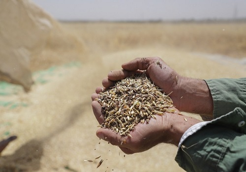 Wheat, rice procurement enough to 'comfortably meet food grains requirements'
