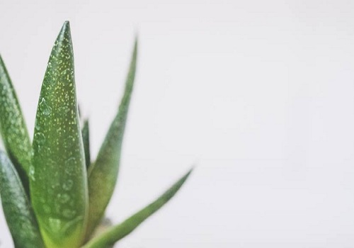 Benefits of aloe vera for your skin