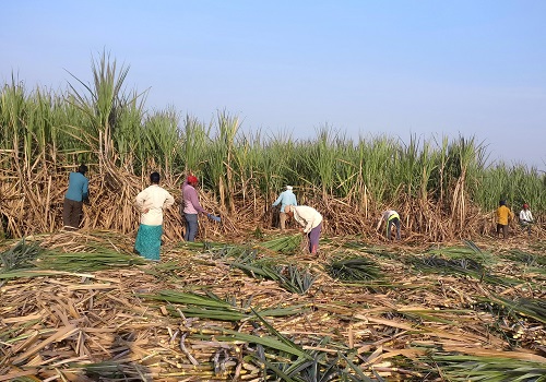 India to cap sugar exports until H1 2024 as El Nino looms - Government  sources