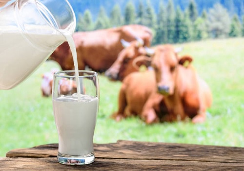 Dodla Dairy zooms on reporting 40% rise in Q1 consolidated net profit