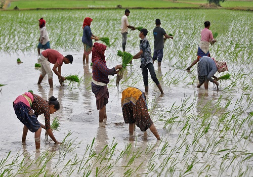 India`s rice planting gathers pace as monsoon rains revive