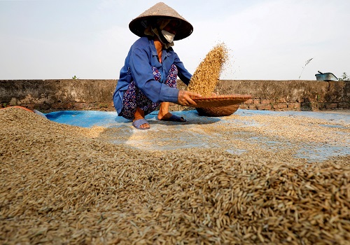 Vietnam food Association official says no immediate plan to curb rice exports