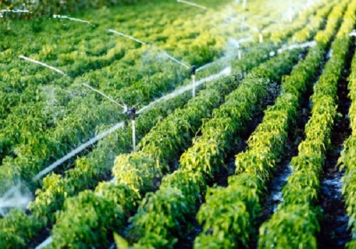 Micro irrigation initiative empowers farmers in Haryana