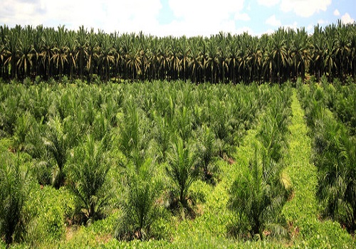 Telangana allots 82,000 acres to Lohiya Group for oil palm cultivation