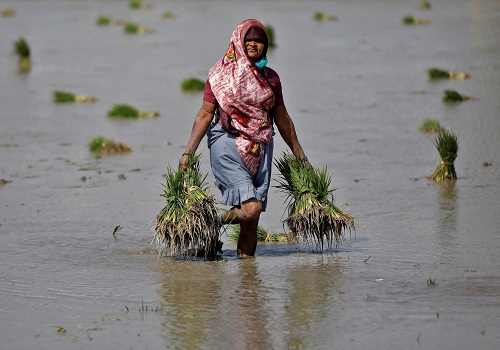 Robust rains accelerate rice planting in India