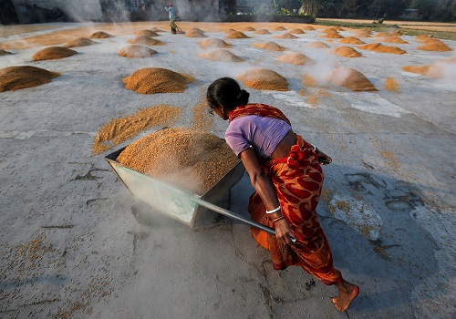 World rice price index jumps to near 12-year high in July -FAO