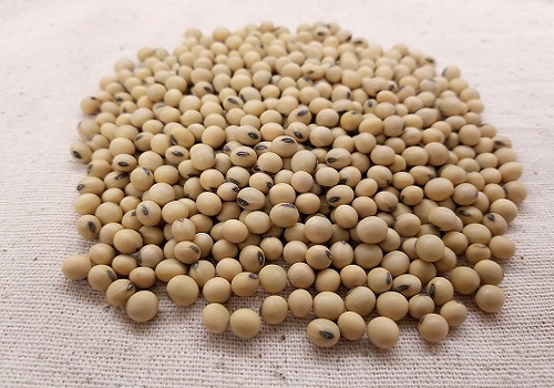 Soybean Market Unleashed: What Lies Ahead in Prices? By Amit Gupta, Kedia Advisory