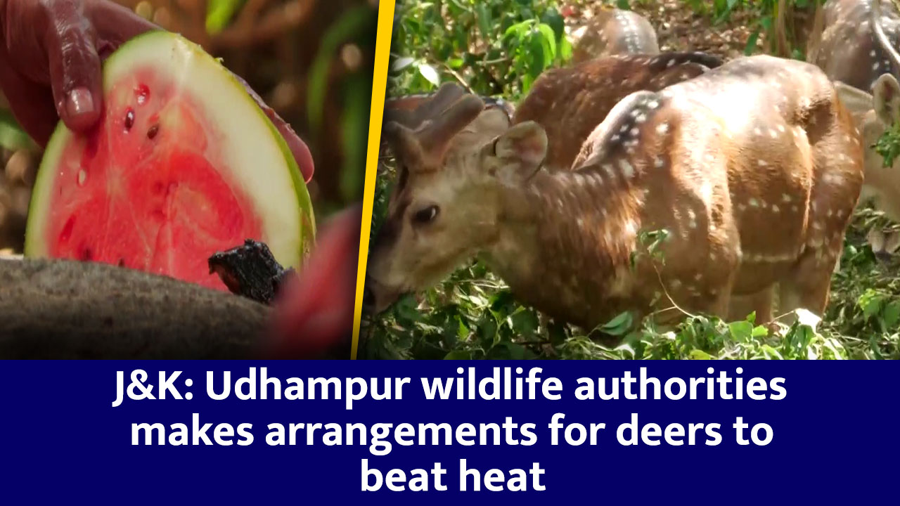 J&K: Udhampur wildlife authorities makes arrangements for deers to beat heat