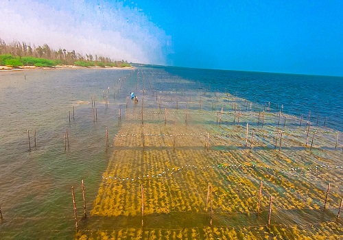 CMFRI to be Centre of Excellence for seaweed cultivation