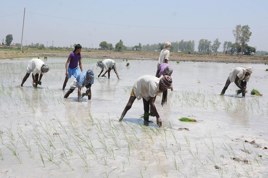 Inflation burden eases for farm and rural labourers