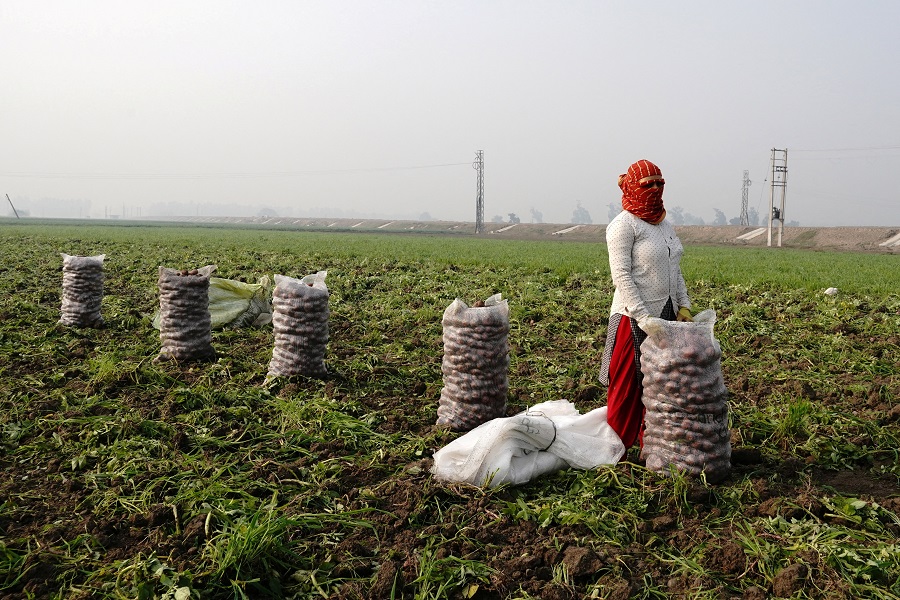 India budget opts for economic sugar rush over reform