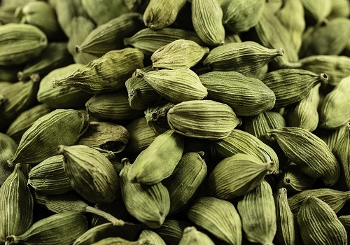 Cardamom Production to Drop 40% Amidst Weather Challenges by Amit Gupta, Kedia Advisory