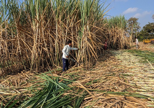 India, Thailand sugar crops looking better than expected, says Wilmar