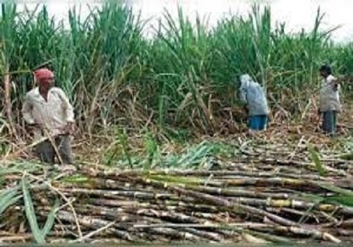 Cabinet okays 8% hike in sugarcane price, move to benefit 5 cr farmers