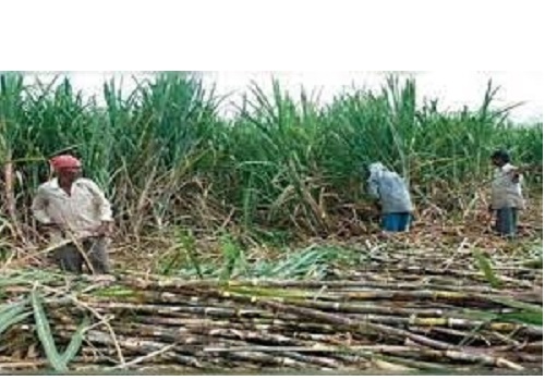 Uttar Pradesh government raises sugarcane MSP by Rs 20 for all categories