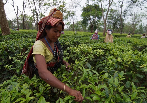 Crucial meeting of Tea Board on Monday on proposed changes in no-plucking cycle