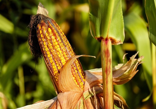 Corn Prices to Decline in 2024 Despite Reduced Output by Amit Gupta, Kedia Advisory