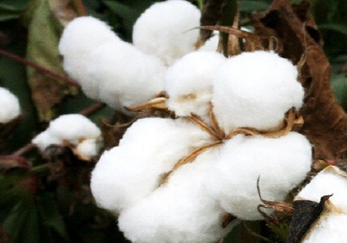 U.S. Cotton Production Declines Amid Hurricane Helene`s Impact by Amit Gupta, Kedia Advisory