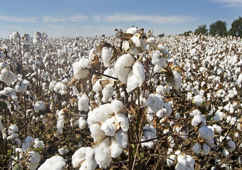 CCI`s Cotton Procurement Soars to 32.85 Lakh Bales: Market Dynamics and Quality Initiatives Drive Success  by Amit Gupta, Kedia Advisory
