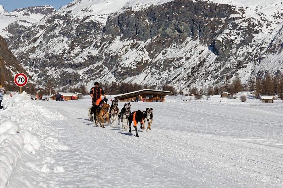 Seasonal Adventures: Exploring Dogsledding