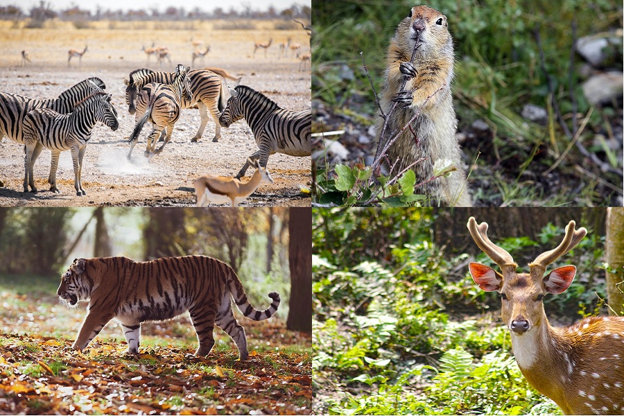 National Park Adventures: Eco-Education at Jim Corbett National Park