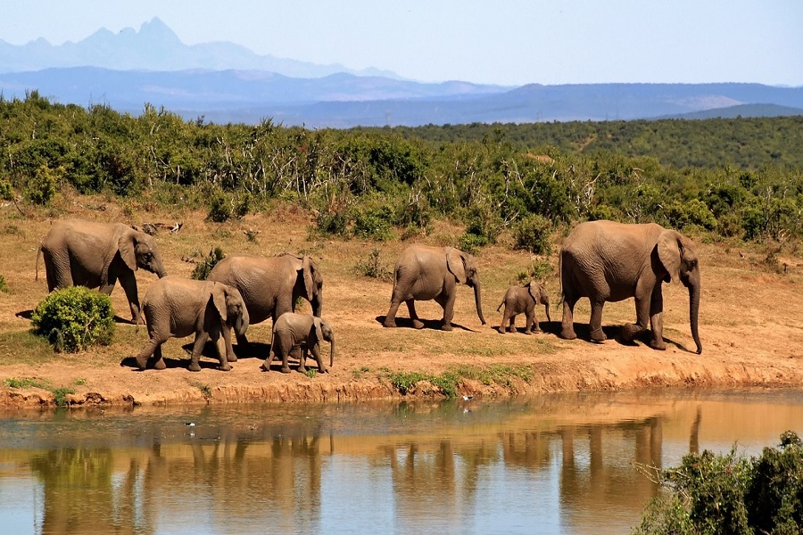 Ecotourism for Wildlife Safaris: Exploring Elephant Herds in Their Natural Habitat