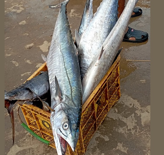 `Fisheries crucial for food security and livelihood`