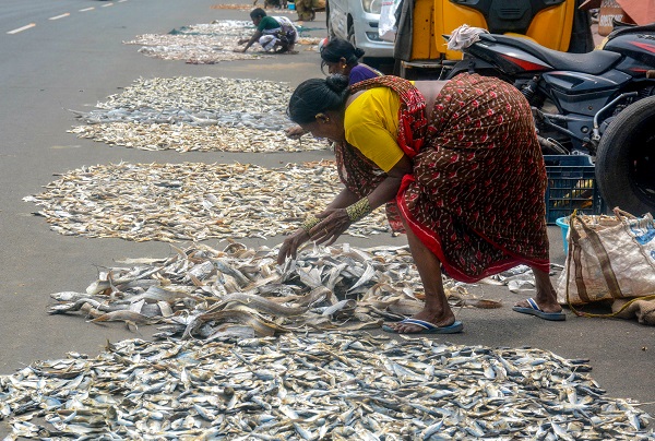 ब्लू इकोनॉमी को सुरक्षा कवच दे रही पीएम-एमकेएसएसवाई, मत्स्य किसानों के लिए बीमा बना बड़ा सहारा