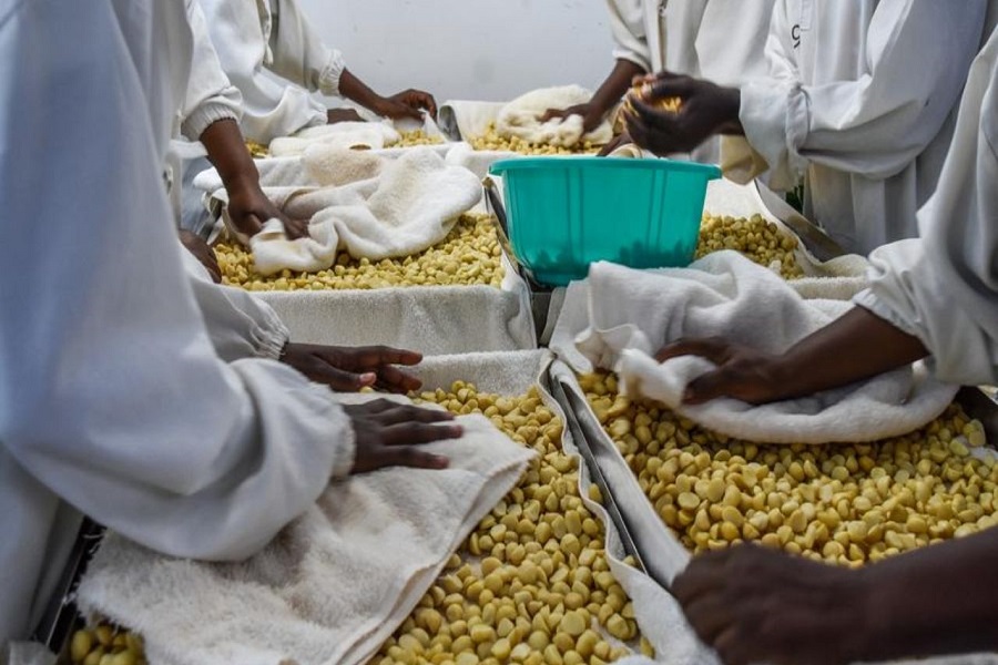 Kenya lifts ban on export of raw macadamia