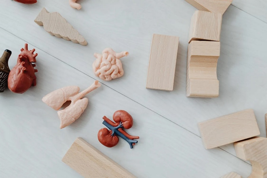 Health Tourism and the Rise of Medical Education Toys: A New Era of Learning and Awareness