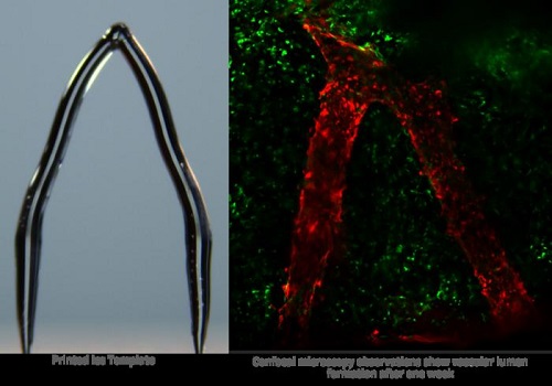 3D ice printing can create artificial blood vessels in engineered tissue