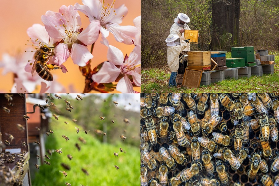 “Buzzing Trails: Exploring Nature through Beekeeping and Pollinator Tourism”