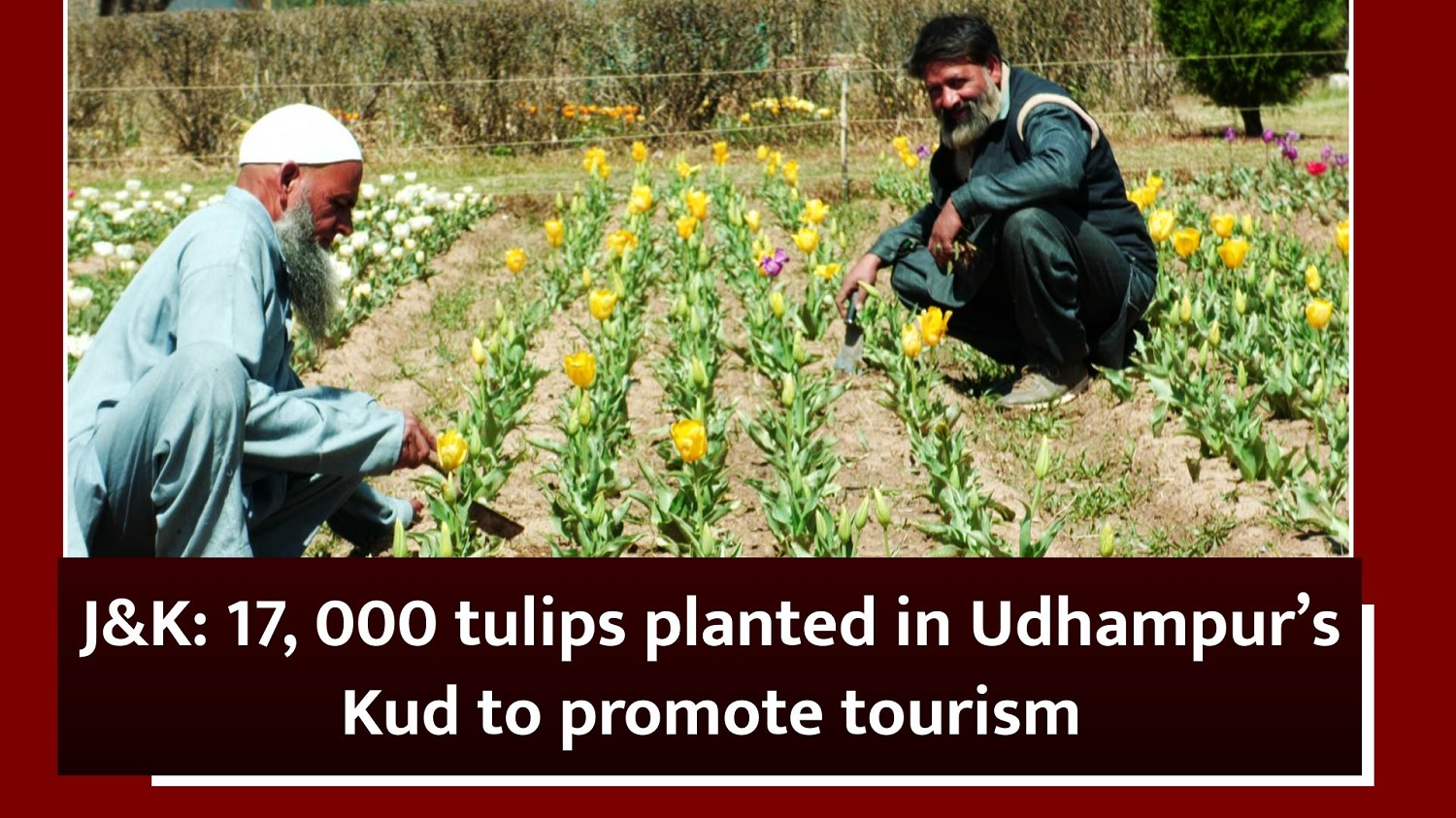 J&K: 17, 000 tulips planted in Udhampur`s Kud to promote tourism