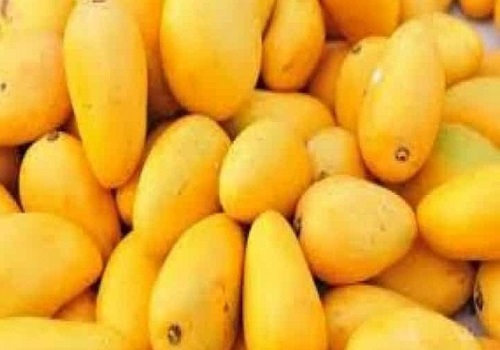 India`s mango export value rises 19% in April-August period of current fiscal