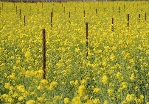 Mustard Boom Turns to Bust: Record Output of 14 Million Tonnes Drags Prices Below MSP, Farmers Bear the Brunt by Amit Gupta, Kedia Advisory