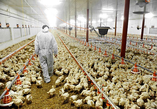 Poultry companies to log 5-6 pc revenue growth