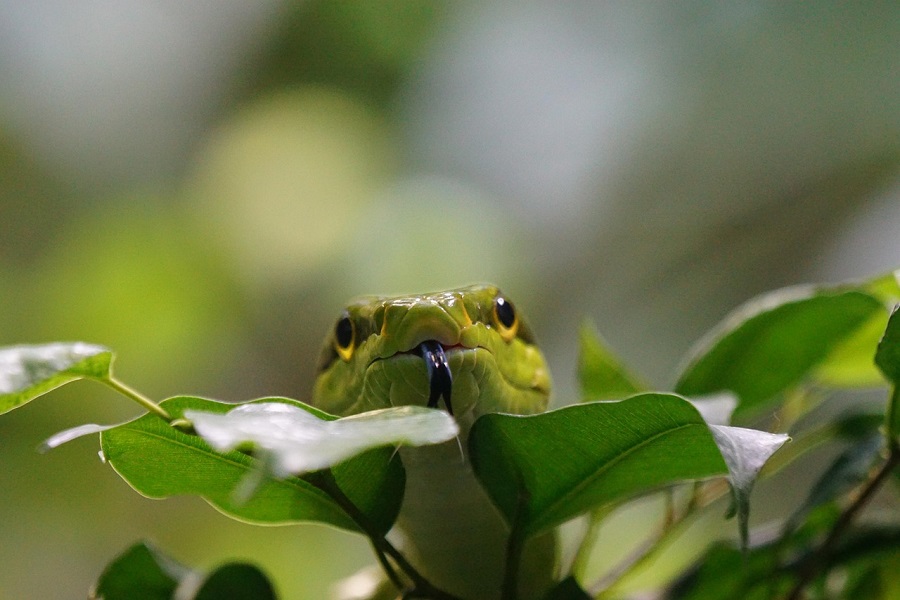 Embracing EcoTourism: A Glimpse into Nature’s Hidden Gems