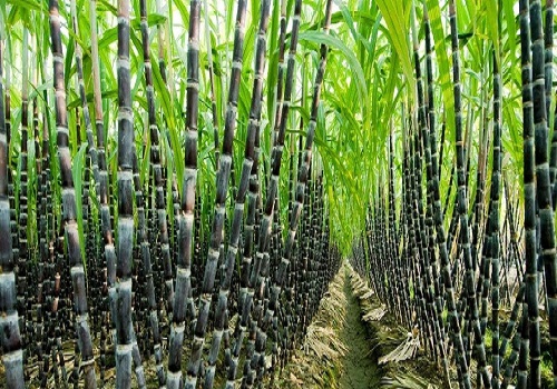 Government bars sugar mills from using sugarcane for ethanol production