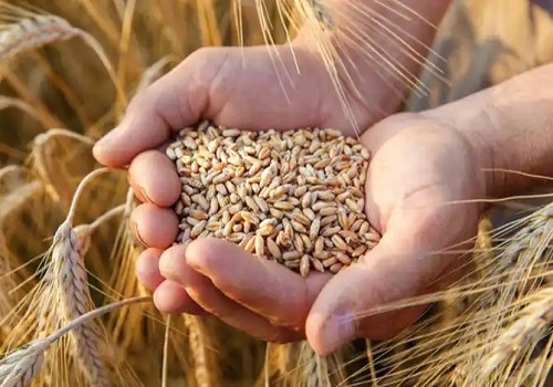 Record Wheat Procurement Boosts Farmer Incomes and Food Security - Amit Gupta, Kedia Advisory