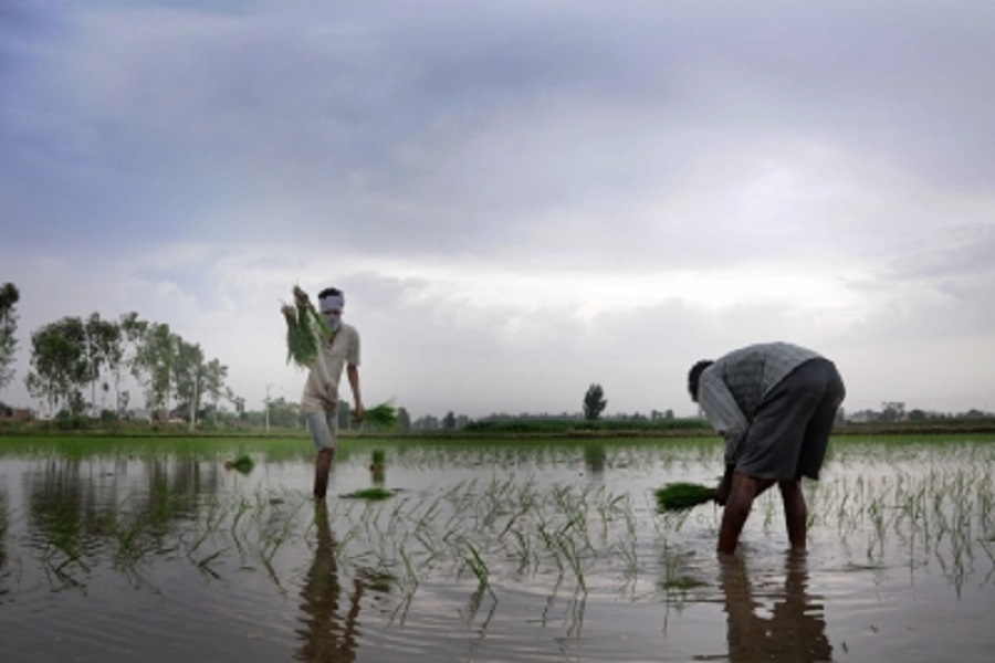 Total area sown in current kharif season in India crosses 1,120 lakh hectares