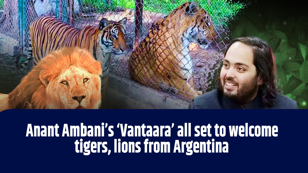 Anant Ambani`s `Vantara`all set to welcome tigers, lions from Argentina
