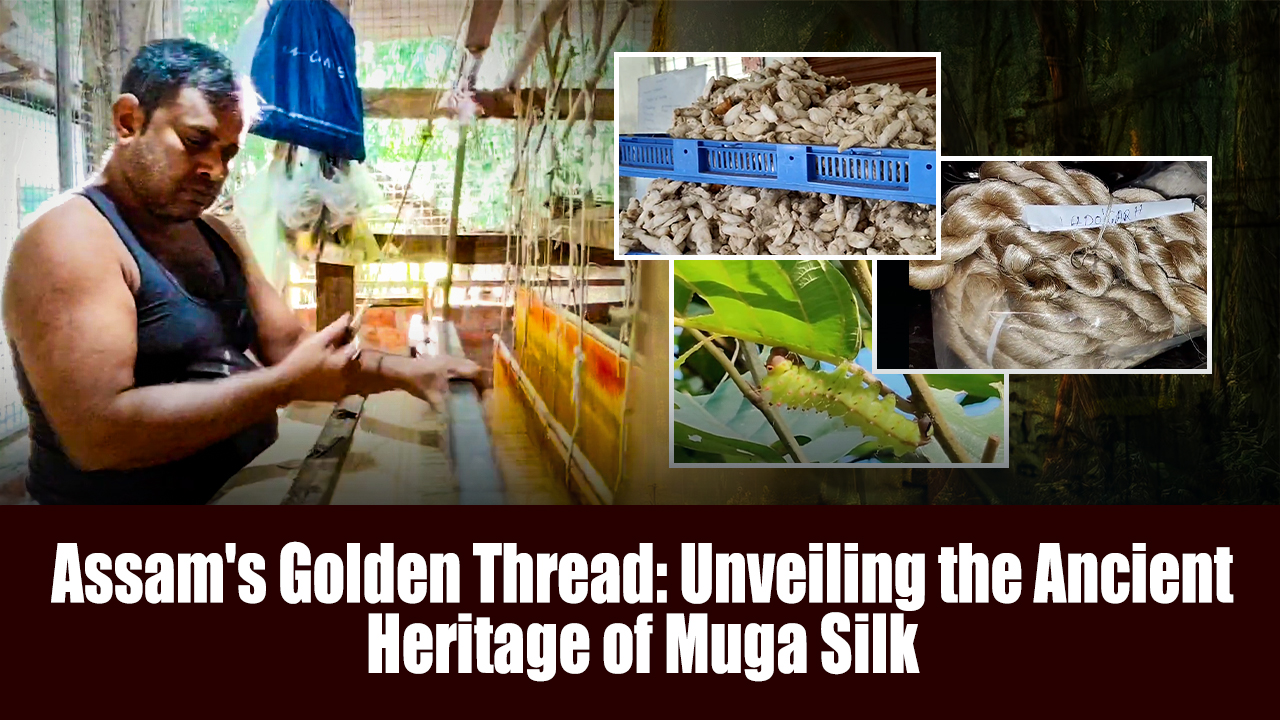 Assam's Golden Thread: Unveiling the Ancient Heritage of Muga Silk