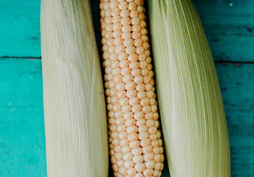 Global Corn Production Hits Record High Amidst Surging Demand by Amit Gupta, Kedia Advisory