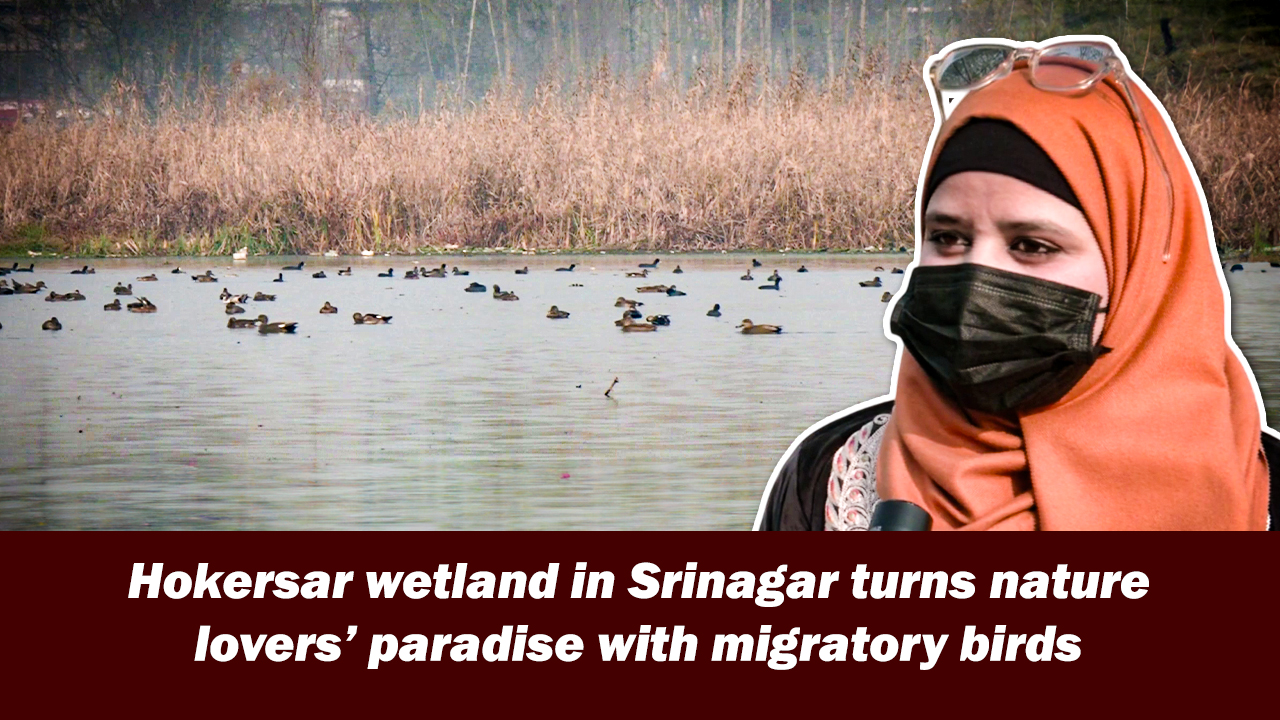 Hokersar wetland in Srinagar turns nature lovers` paradise with migratory birds