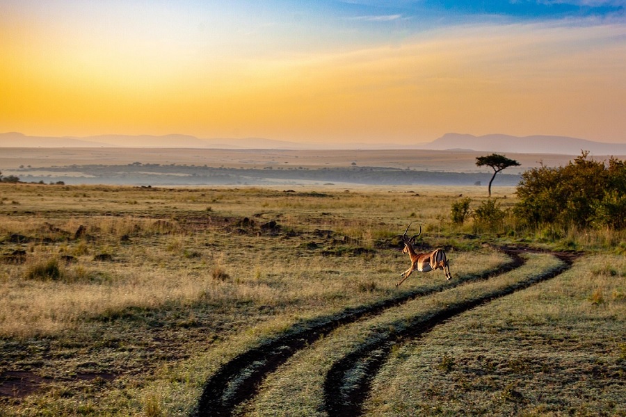 Ecotourism: Travel That Gives Back to Nature